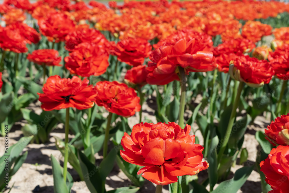 red flowers