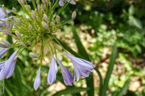 African lilies  Agapanthus. Common name love flowers