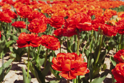 red flowers