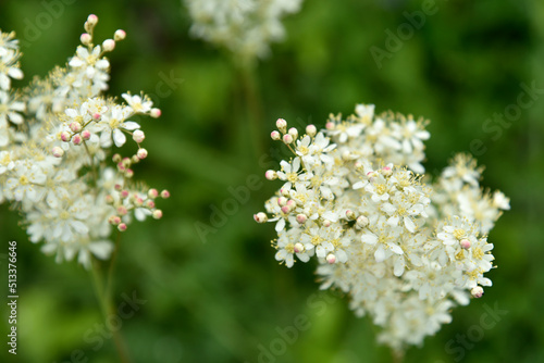 White flowers Common meadowsweet or common Laburnum in summer