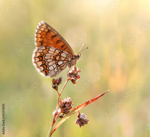 Butterfly- Melitaea athalia