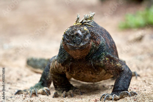 Marine Iguana on the Beach