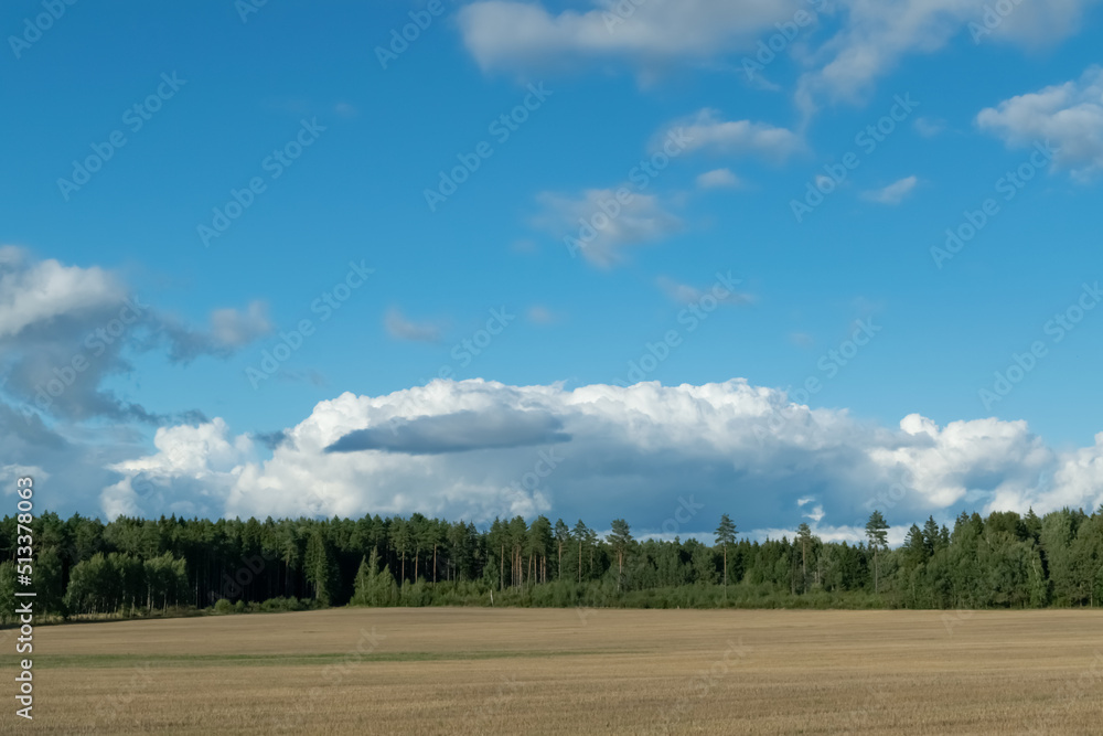 clouds over the forest