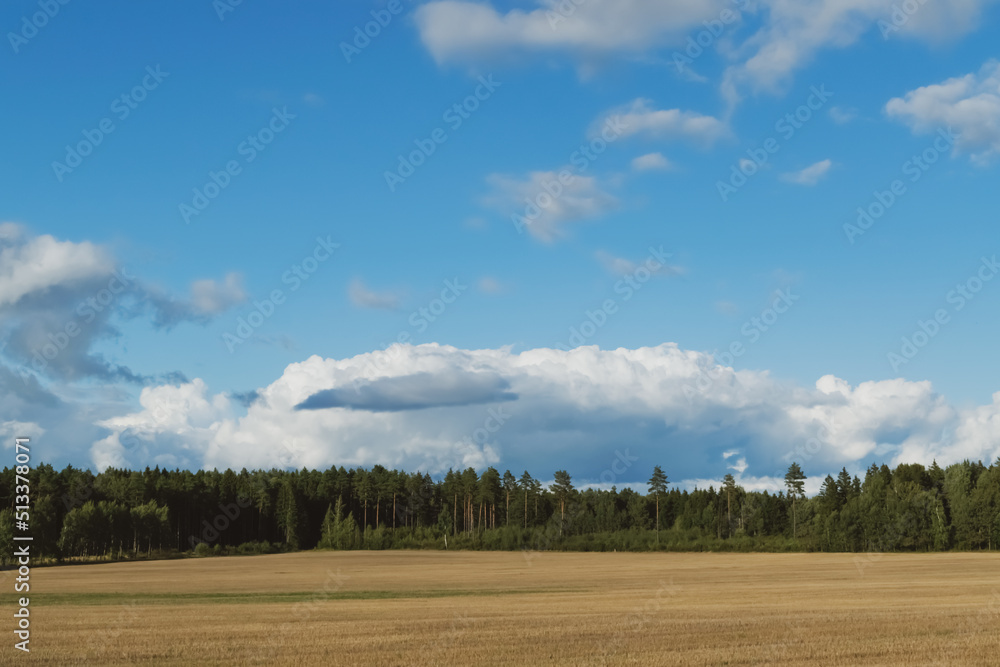 clouds over the forest