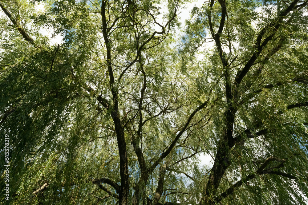 willow in the park