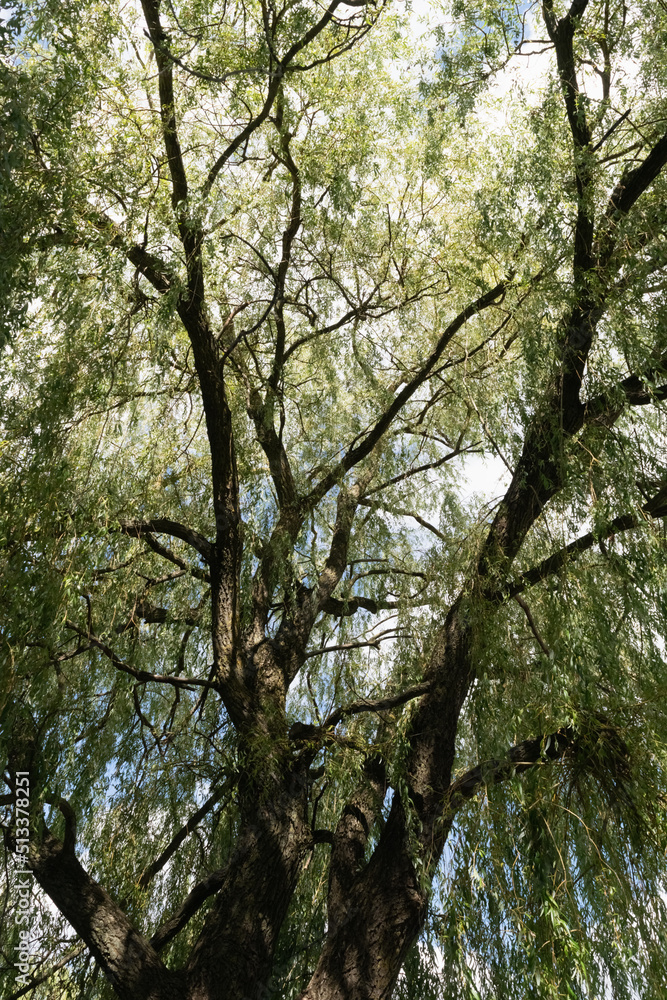 willow in the park