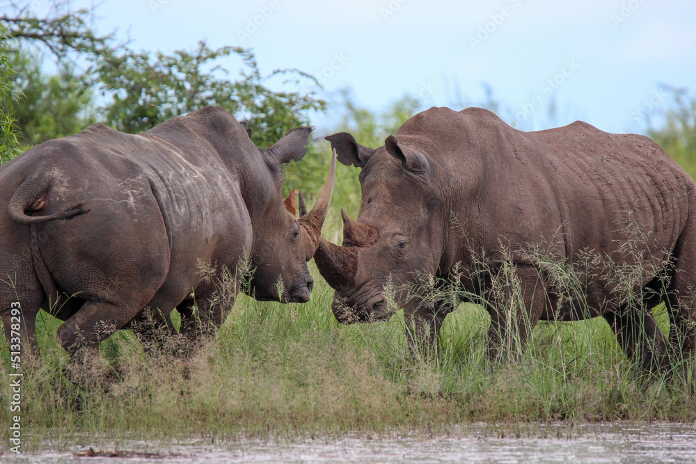 Two white rhino bulls, Kruger National Park, South Africa Two white rhino bulls, Kruger National Park, South Africa