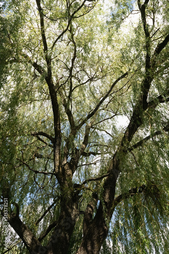willow in the park