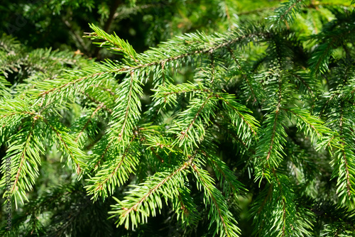 close up of fir tree