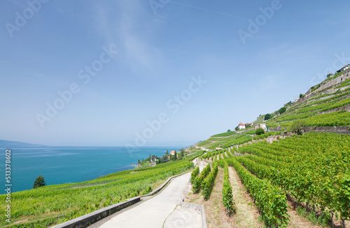Beautiful sunny landscape with vineyards near lake