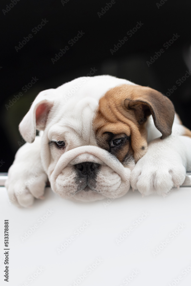 Cute English bulldog puppy in the car. Pets. Animal themes Cute English bulldog puppy in the car. Pets. Animal themes