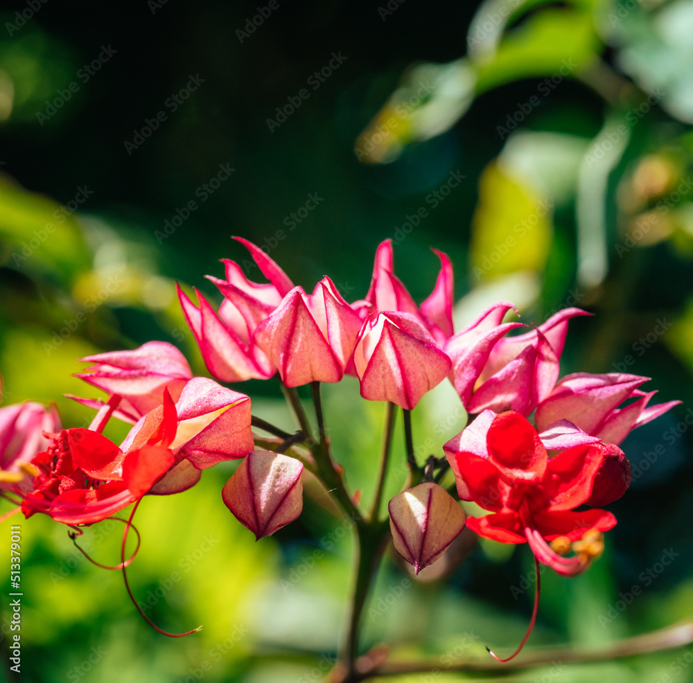 Fototapeta premium pink flower in the garden in florida usa 