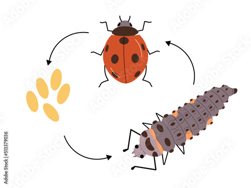 Ladybug life circle with bug, larva and eggs.