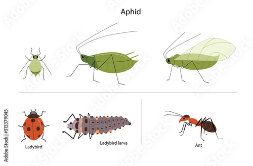 Greenfly aphid illustration with ants, ladybug and larva. Garden pest insects.  photo
