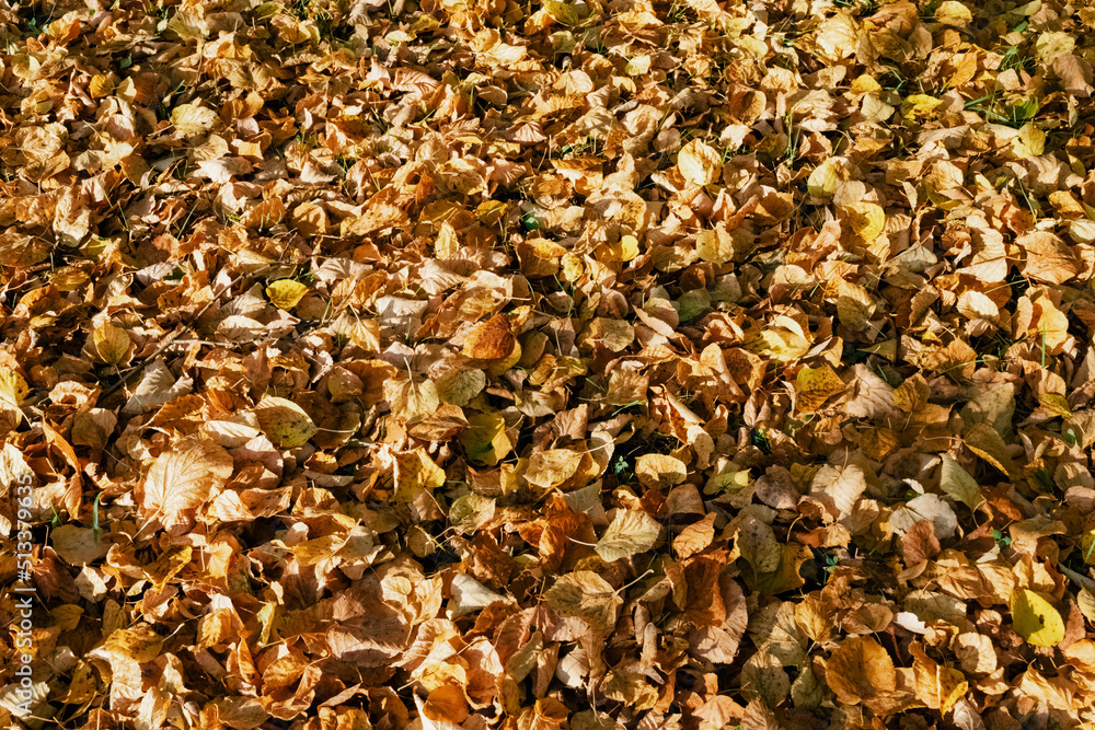 autumn leaves background