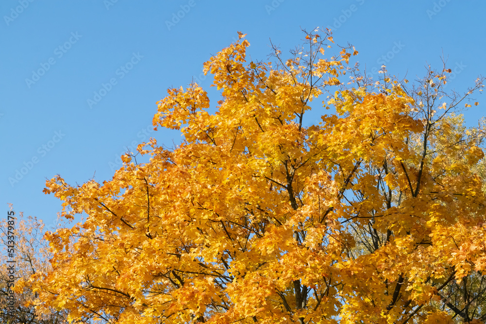 Fototapeta premium yellow autumn leaves