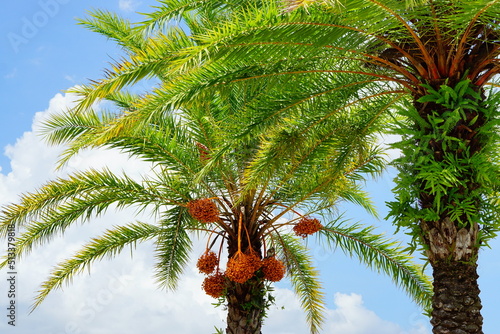 beautiful hanging orange palm tree fruit 