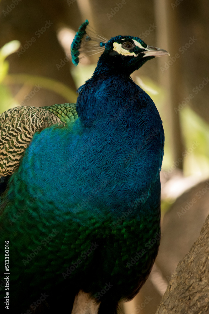 Fototapeta premium Retrato de un pavo real