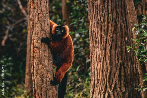 lemur on tree in Madagascar