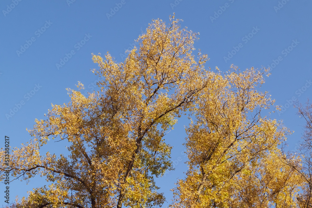 autumn leaves against sky