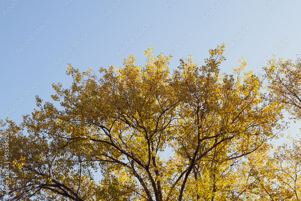 autumn leaves against blue sky