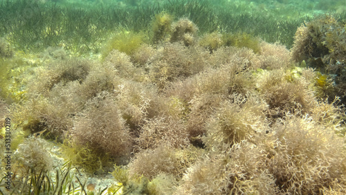 Dense thickets of red algae, brown algae and green seagrass in shallow water in the rays of sunlight. Underwater landscape, Red sea, Egypt