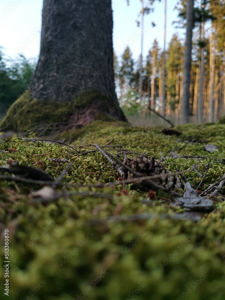 Obraz premium moss covered tree