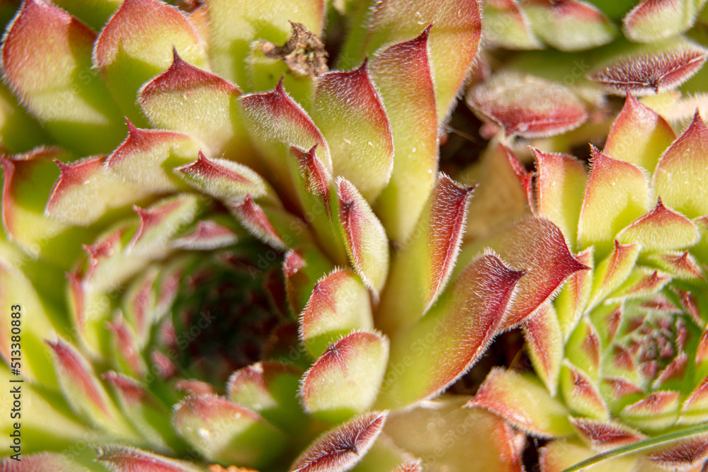 Succulent plant close up in garden. Succulent background Succulent plant close up in garden. Succulent background