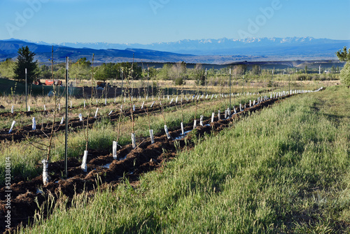 Rows of fruit tree seedling planted in orchard Cedaredge, Colorado