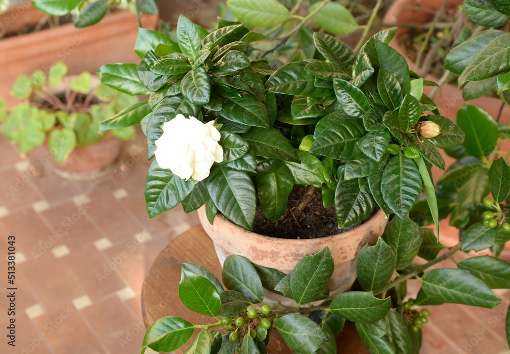Pianta di gardenia fiorita in terrazza Pianta di gardenia fiorita in terrazza
