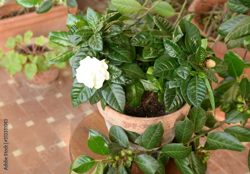Pianta di gardenia fiorita in terrazza
