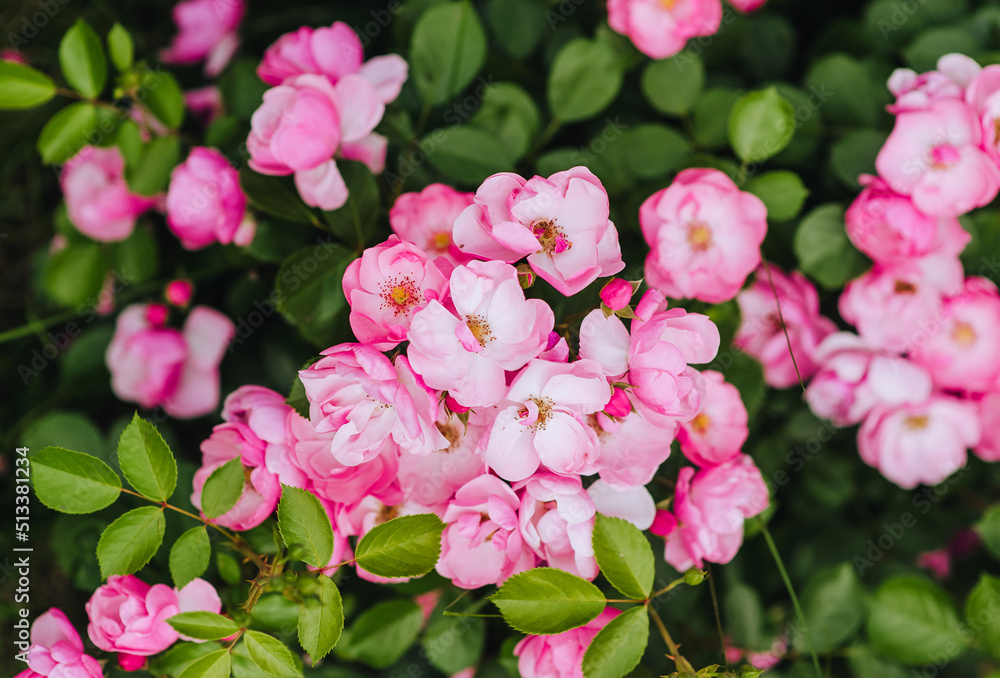 Beautiful flowers of pink roses, Angela blossoms in the garden. Photography of nature. Beautiful flowers of pink roses, Angela blossoms in the garden. Photography of nature.