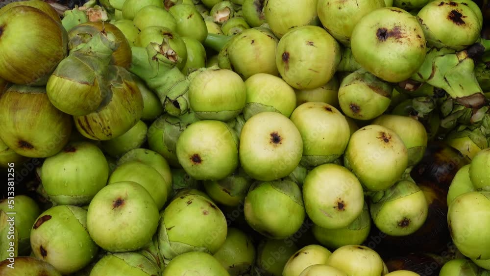 Harvesting raw and fresh toddy palm fruit. The fruit green and black hardcover on the outside and the soft, fluffy fresh cristal seeds on the inside. closeup views. 4k video. Harvesting raw and fresh toddy palm fruit. The fruit green and black hardcover on the outside and the soft, fluffy fresh cristal seeds on the inside. closeup views. 4k video.