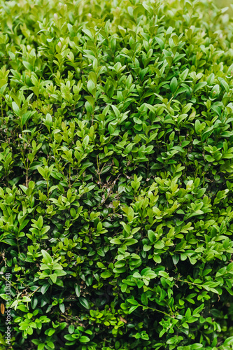 Background, texture of green leaves, foliage of evergreen boxwood. Photography of nature.
