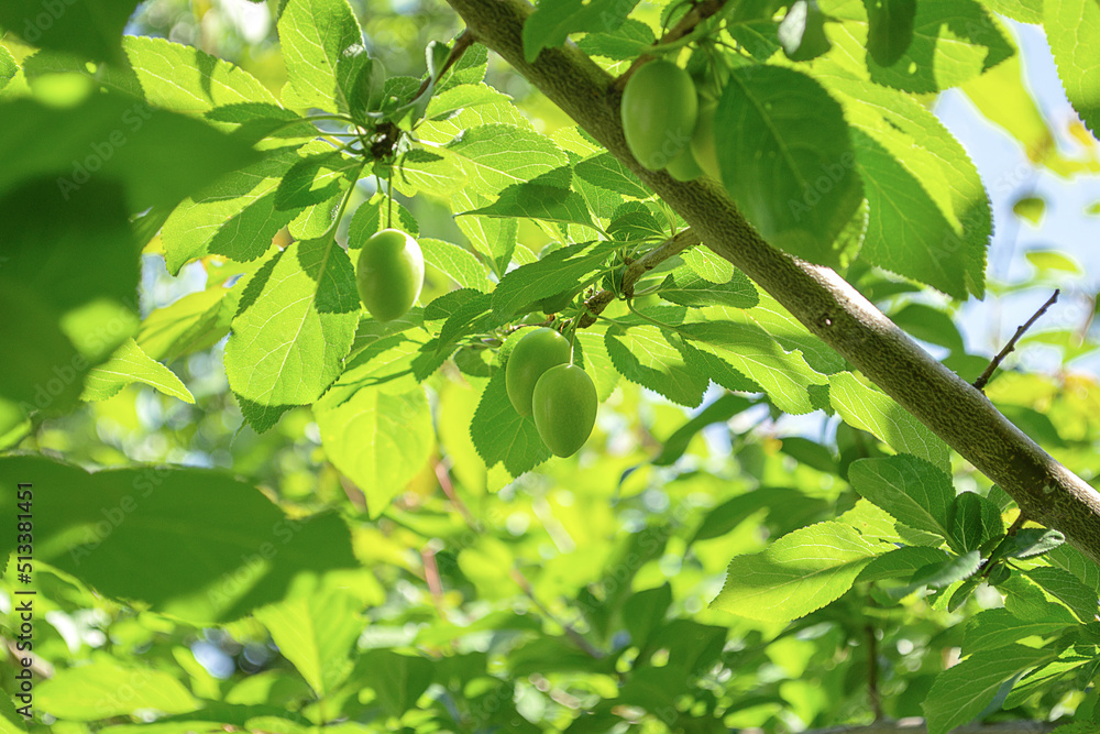 young green plum fruits on a sunny day in a summer garden