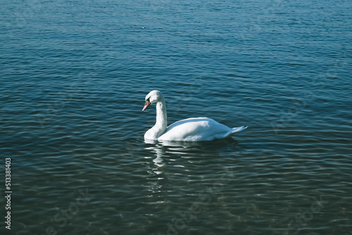 mute swan in the lake