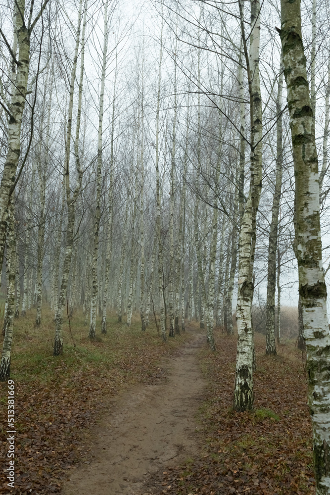 path in the forest path in the forest