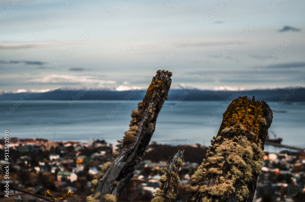 Mushrooms on trunks in the foreground with the city of Ushuaia and the Beagle Channel in the background, seen from the heights of the mountain Mushrooms on trunks in the foreground with the city of Ushuaia and the Beagle Channel in the background, seen from the heights of the mountain