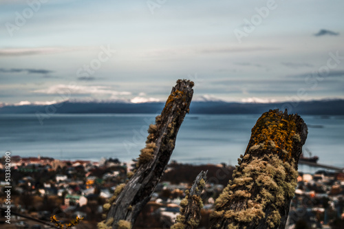 Mushrooms on trunks in the foreground with the city of Ushuaia and the Beagle Channel in the background, seen from the heights of the mountain