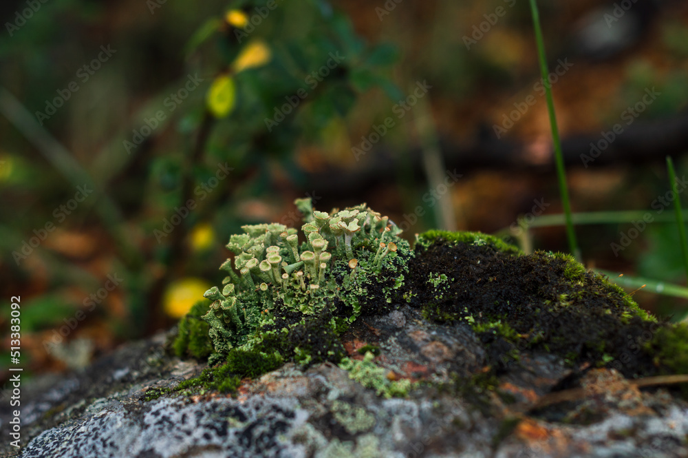 Forest mushrooms growing on a rock Forest mushrooms growing on a rock