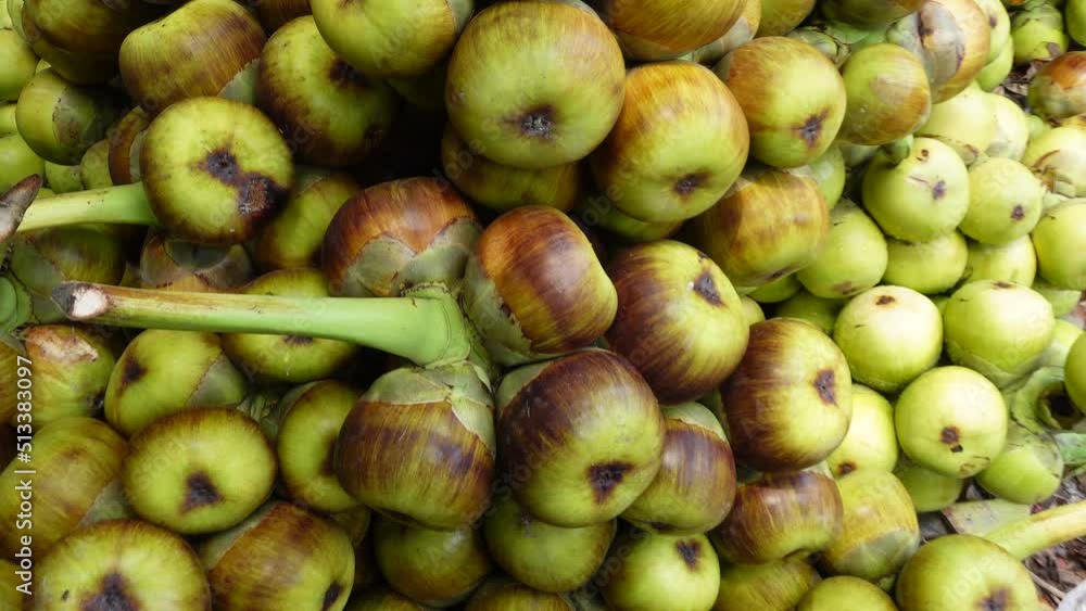 Harvesting raw and fresh toddy palm fruit. The fruit green and black hardcover on the outside and the soft, fluffy fresh cristal seeds on the inside. closeup views. 4k video. Harvesting raw and fresh toddy palm fruit. The fruit green and black hardcover on the outside and the soft, fluffy fresh cristal seeds on the inside. closeup views. 4k video.