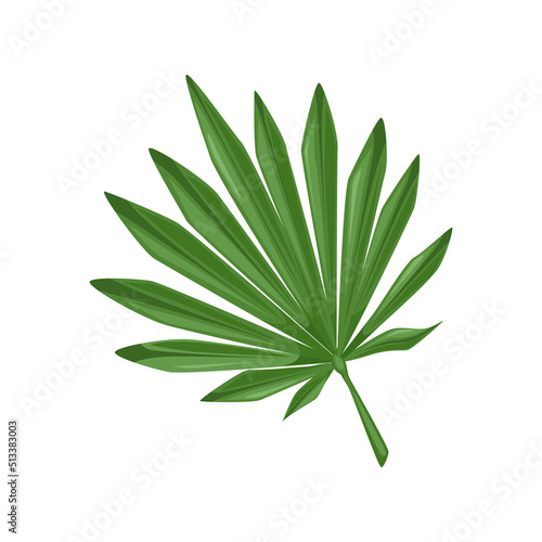 Palm leaf in cartoon style. isolated object. Vector