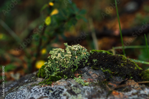 Obraz na płótnie Forest mushrooms growing on a rock w salonie