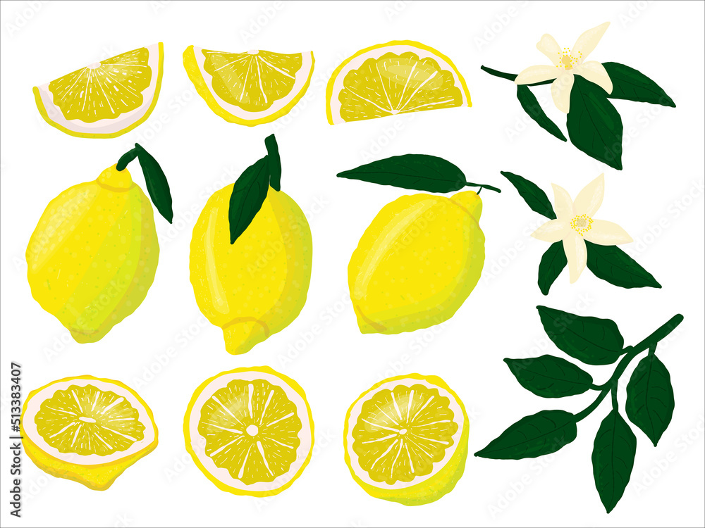 Lemon with leaves, flower set. Citrus fruit sliced and whole vector collection