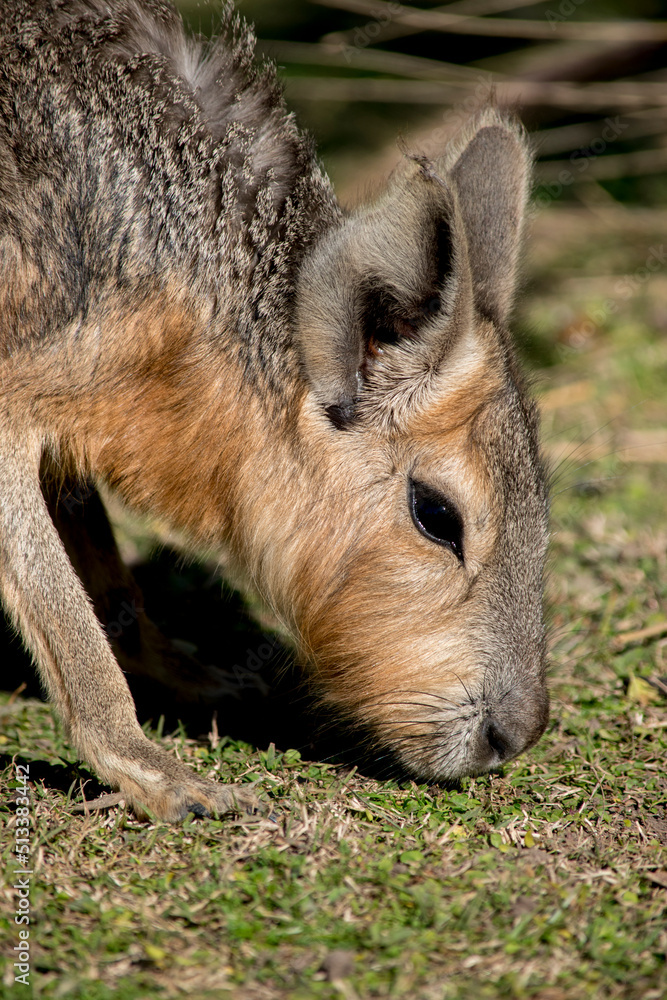 Obraz premium Primer plano de una mara patagónica. Dolichotis patagonum