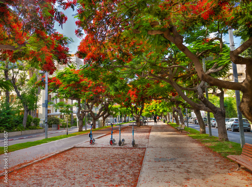 Fotografie, Obraz Royal Poinciana ( Delonix regia) trees blooming at Boulevard Rothschild in Tel Aviv