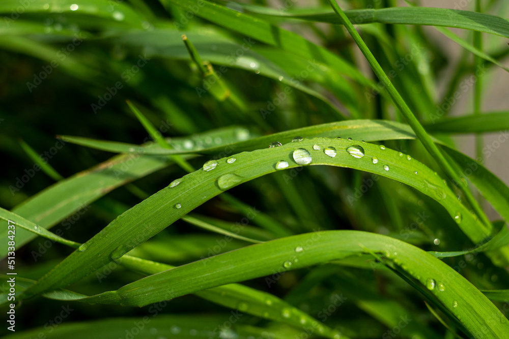 raindrops on grass leaves, macro raindrops, macro grass raindrops on grass leaves, macro raindrops, macro grass