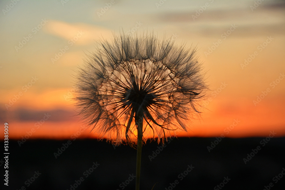 Dandelion silhouette against the sunset sky. Selective focus