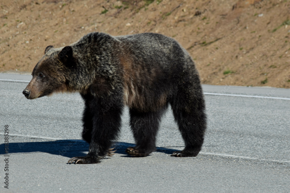 Fototapeta premium brown bear in the wild