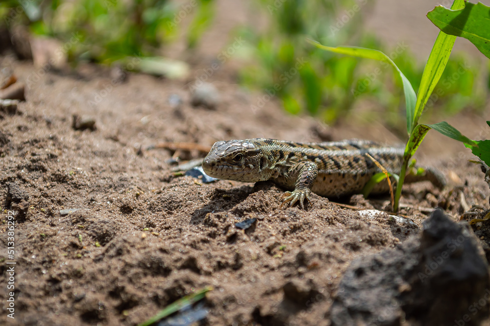 Gray lizard among the grass Gray lizard among the grass